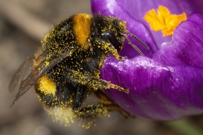 Boost your Google ranking with cross pollination